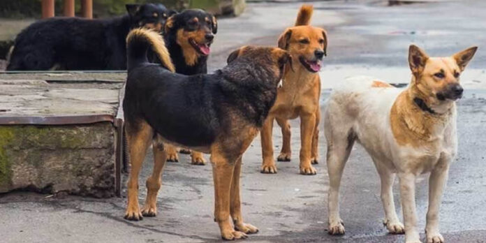 cani_randagi