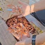 corallo sequestrato, GdF