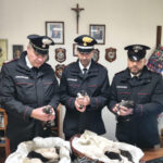 cuccioli abbandonati