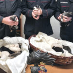 cuccioli abbandonati