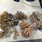 corallo sequestrato a Catania, GdF