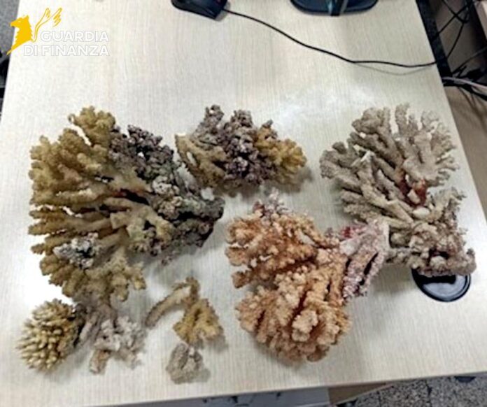 corallo sequestrato a Catania, GdF