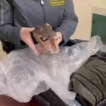 testa di coccodrillo essiccata, GdF Palermo