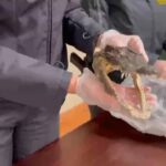 testa coccodrillo sequestrata finanza