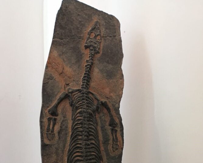 Notosauro, fossile del Triassico (230 milioni di anni fa)