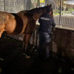 Cavalli recuperati, Catania