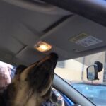 Messina, Lord trova la droga