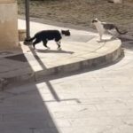 Gatto salvato Comiso