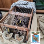 Uccelli, Polizia Provinciale