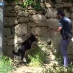 178005126408734-original-1