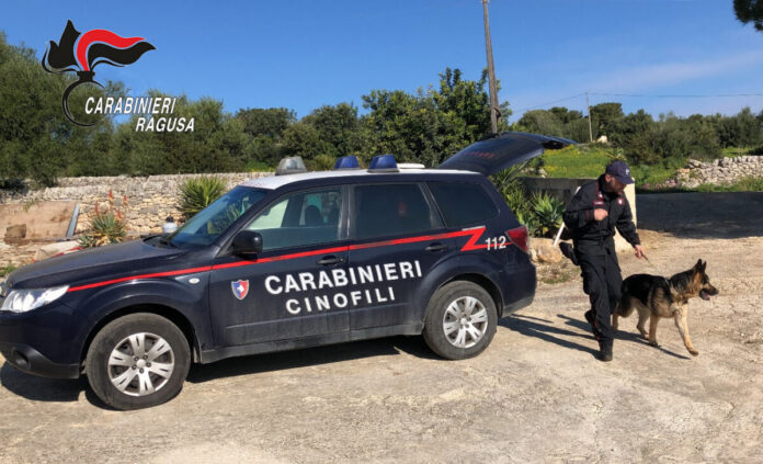 Foto cinofili con auto