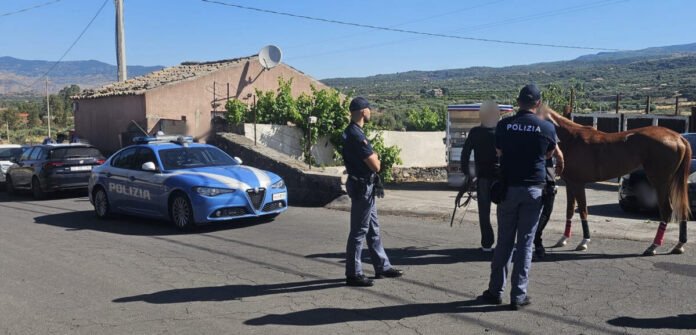 - CONTRASTO ALLE CORSE CLANDESTINE DI CAVALLI, INTERVENTO INTERFORZE DELLA POLIZIA DI STATO E DELL’ARMA DEI CARABINIERI TRA PATERNO’ E ADRANO 1