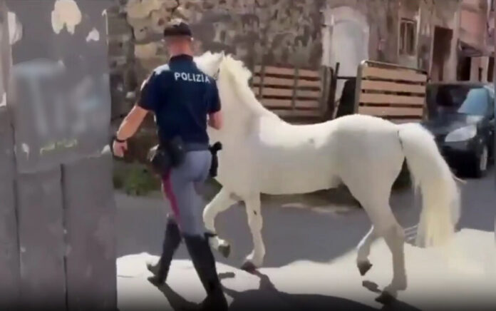 Operazione zoccolo duro