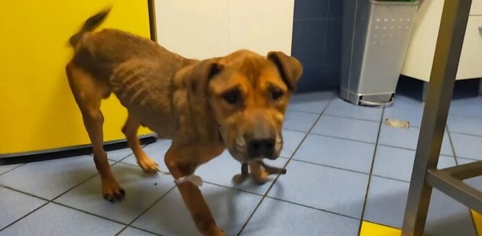 cane ridotto alla fame, Modica