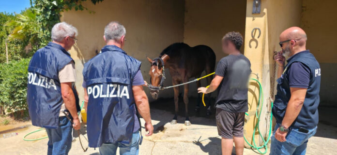 - Contrasto alle corse clandestine di cavalli ed al maltrattamento di animali a Caltagirone 3 (2)