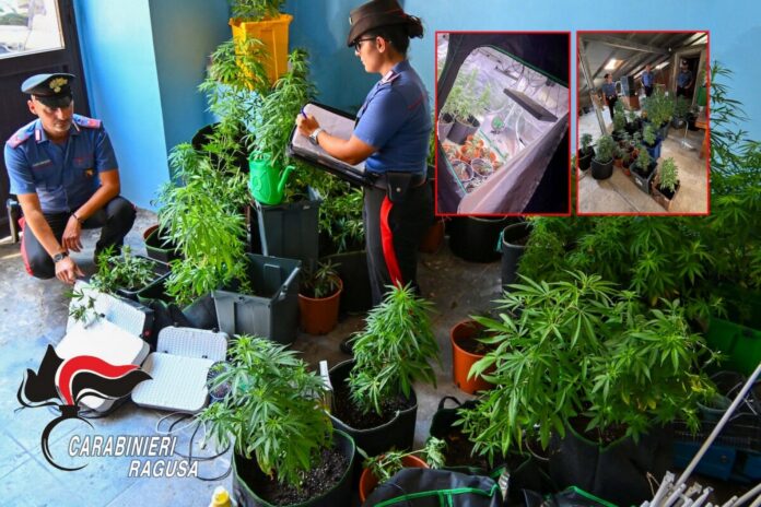 Arresto coltivazione Marijuana