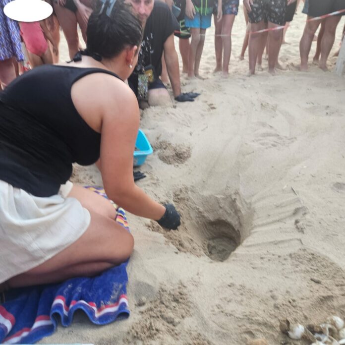 Biologa, Caretta Caretta, Costa Fenicia