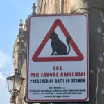 Gatti in strada
