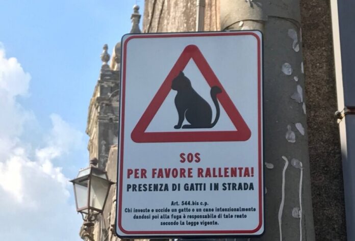 Gatti in strada