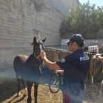 IN UNA STALLA ABUSIVA TENEVA RICOVERATI UN CAVALLO E UN PULEDRO DI SOLI SEI MESI SANZIONATO GESTORE PER 6000 EURO. (1)