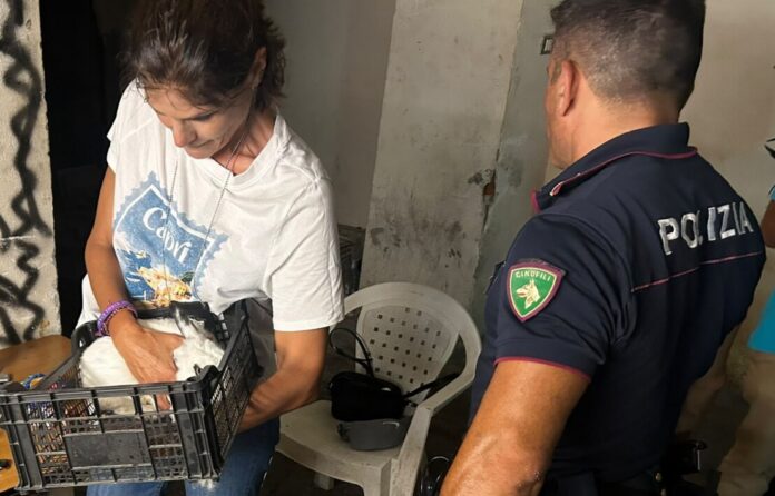 Droga a S. Cristoforo, salvato un coniglio