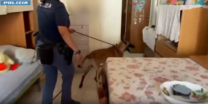 “REX” FIUTA LA DROGA NELLA CAMERETTA DI UN 14ENNE A SAN CRISTOFORO PUSHER ARRESTATO DALLA POLIZIA DI STATO (2)