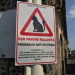 Rallenta, gatti in strada Trecastagni