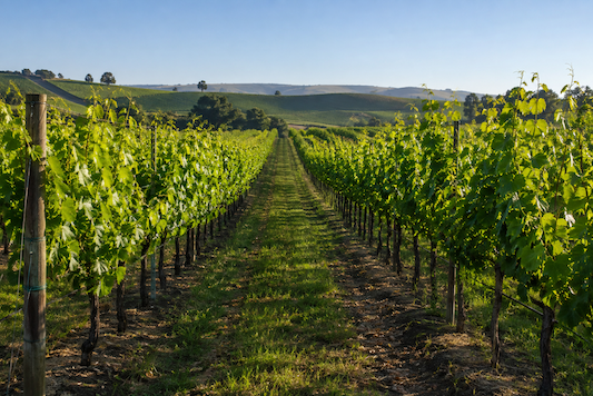 vigne, immagine generata con IA