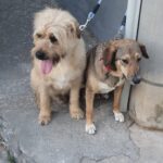 Briciolo e Lia, insieme