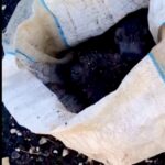 Cagnolini dentro un sacco, Ragusa
