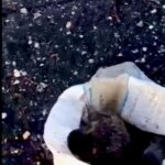 Cagnolini nel sacco, Ragusa