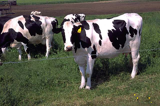 Mucca