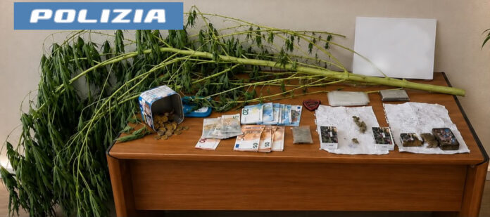 SPACCIA DAI DOMICILIARI NEL GIARDINO DI CASA AVEVA COLTIVATO UNA PIANTA DI MARIJUANA. PREGIUDICATO ARRESTATO DALLA POLIZIA DI STATO