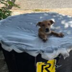 cani abbandonati, Comiso