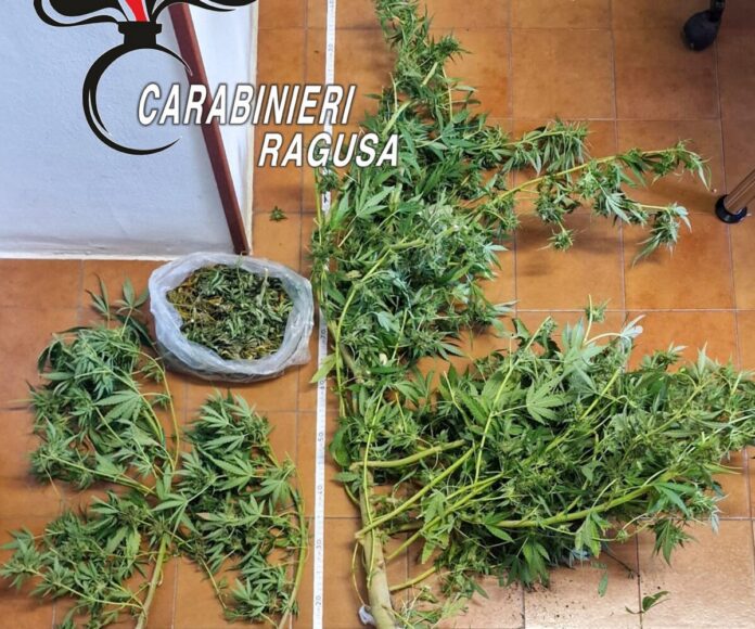 ARRESTO COLTIVAZIONE MARIJUANA FOTO