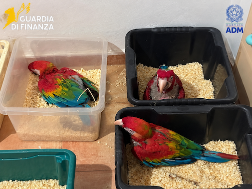 sequestro animali, GdF Pozzallo