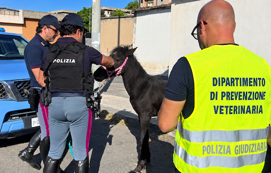 Puledro salvato a Catania