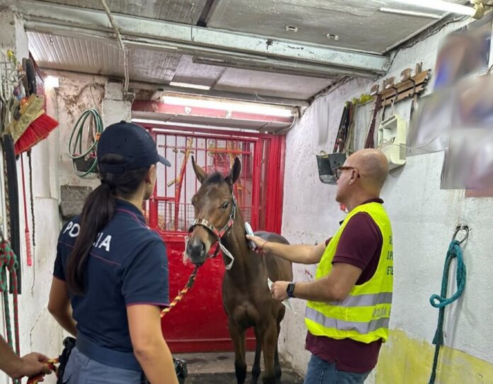 Puledro sequestrato, corsa clandestina Palagonia