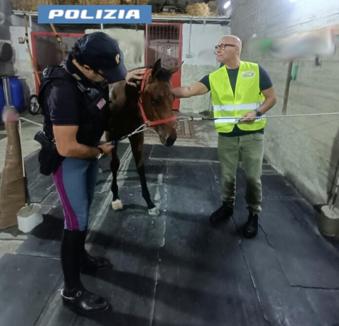 Secondo cavallo, corsa clandestina a Palagonia